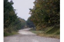 Morgenstimmung an einem von Walnussbäumen gesäumten Feldweg bei Cobani.